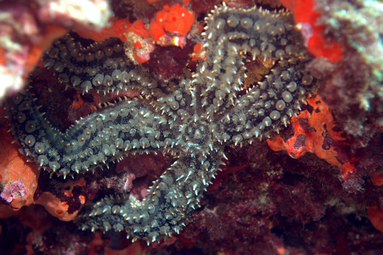 Marthasterias glacialis